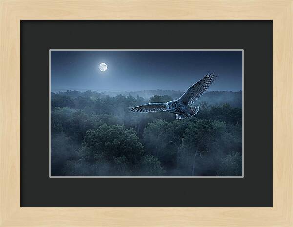 Great Horned Owl In Moonlight