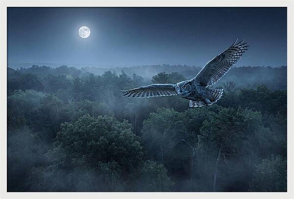 Great Horned Owl In Moonlight