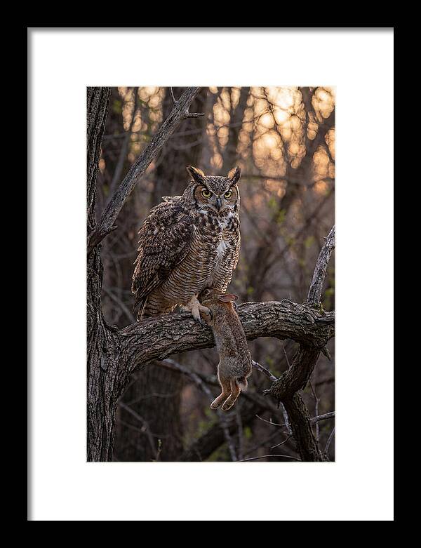 Great Horned Owl With Prey