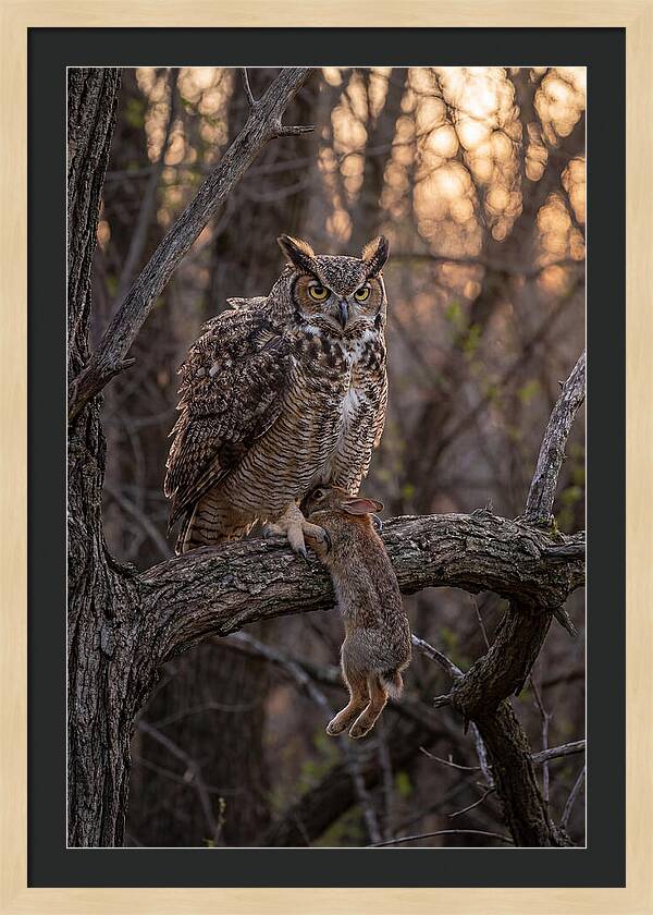 Great Horned Owl With Prey