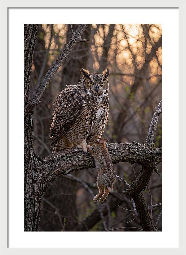 Great Horned Owl With Prey