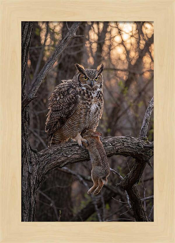 Great Horned Owl With Prey