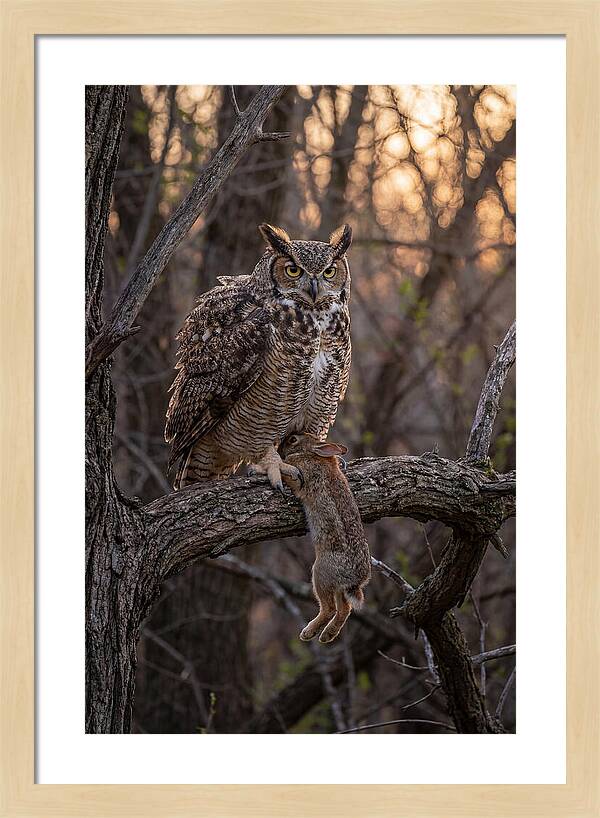 Great Horned Owl With Prey