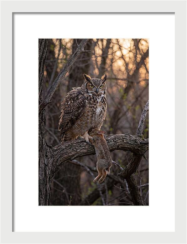 Great Horned Owl With Prey