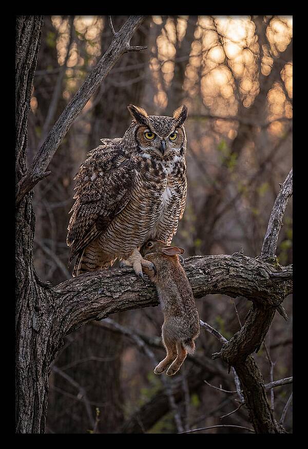Great Horned Owl With Prey