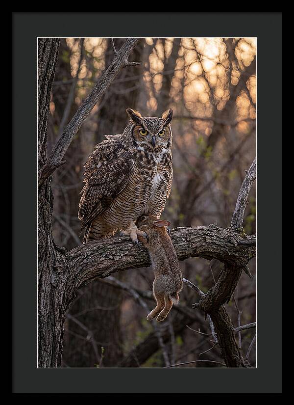 Great Horned Owl With Prey