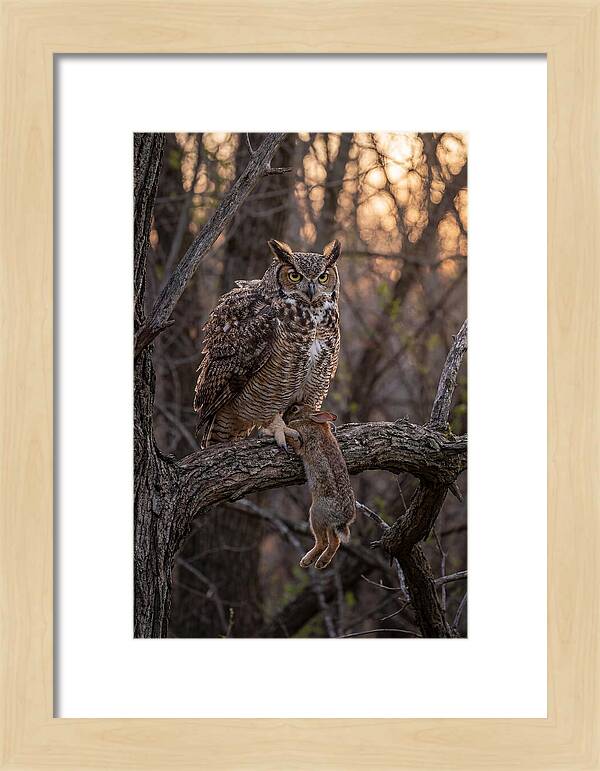 Great Horned Owl With Prey