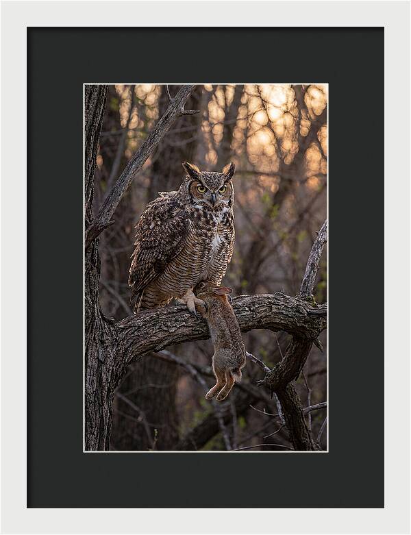 Great Horned Owl With Prey