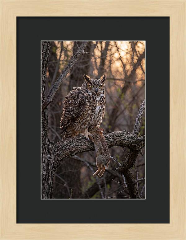 Great Horned Owl With Prey
