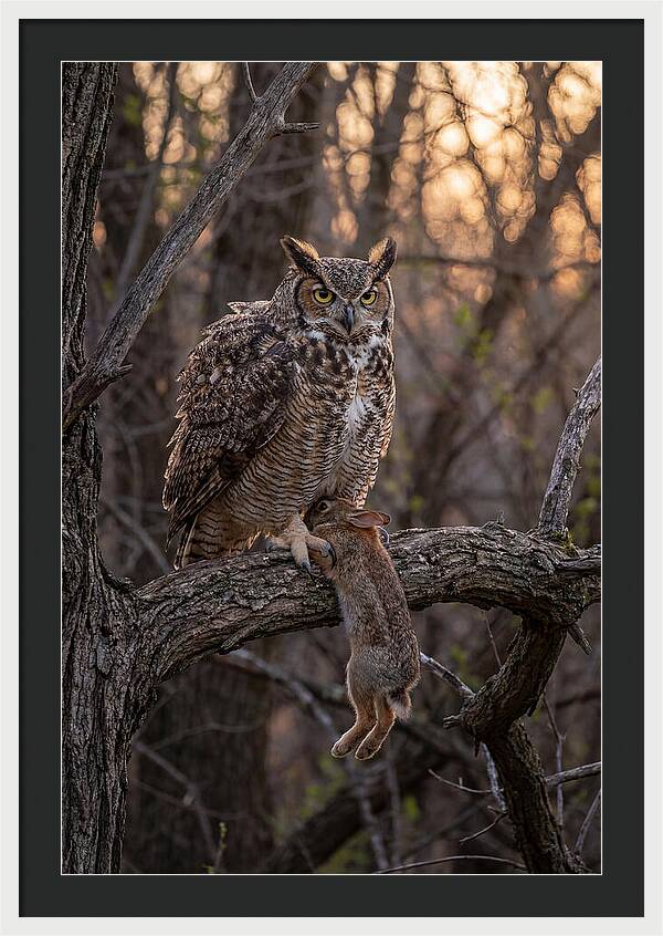 Great Horned Owl With Prey