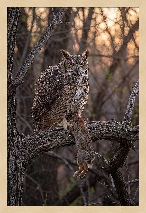 Great Horned Owl With Prey