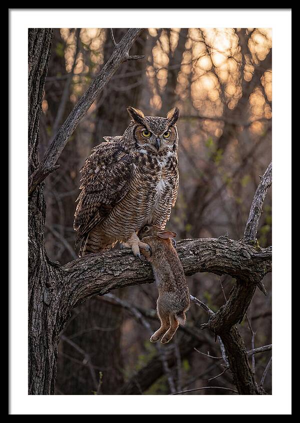 Great Horned Owl With Prey