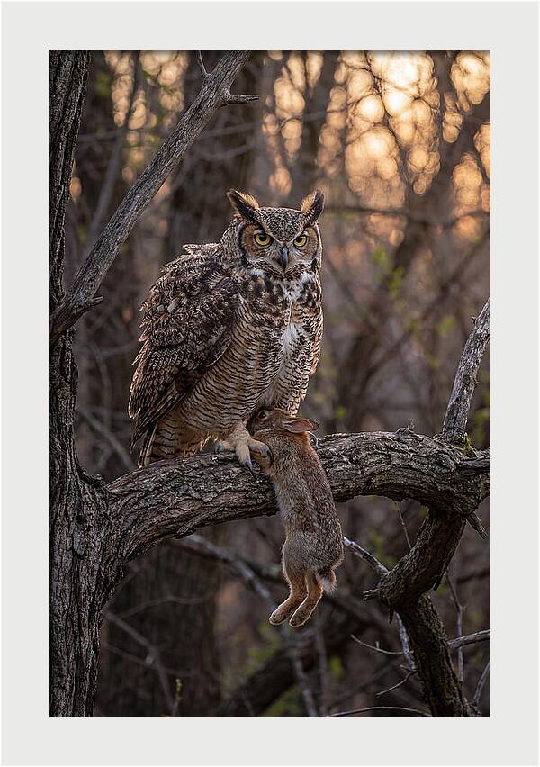 Great Horned Owl With Prey