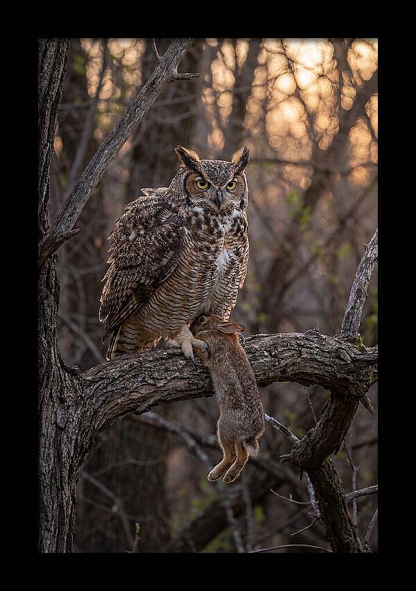 Great Horned Owl With Prey