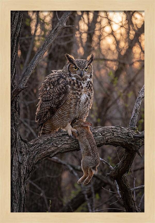 Great Horned Owl With Prey