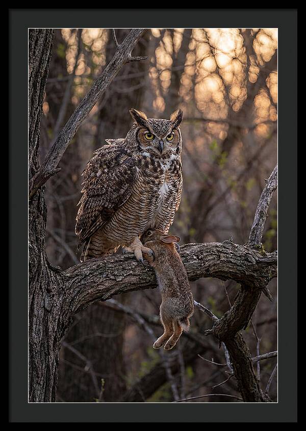 Great Horned Owl With Prey