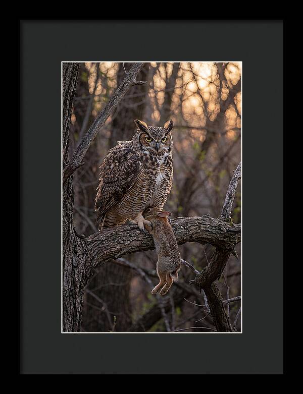 Great Horned Owl With Prey