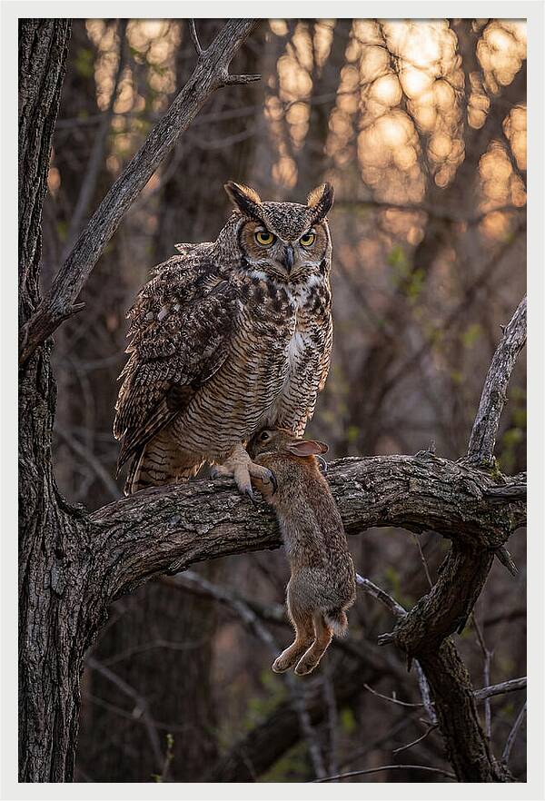 Great Horned Owl With Prey