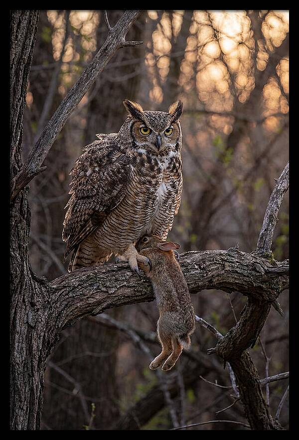 Great Horned Owl With Prey