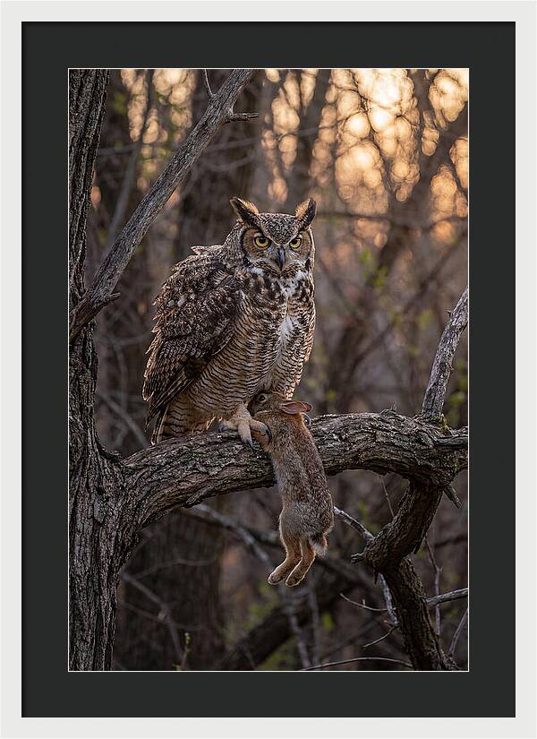 Great Horned Owl With Prey