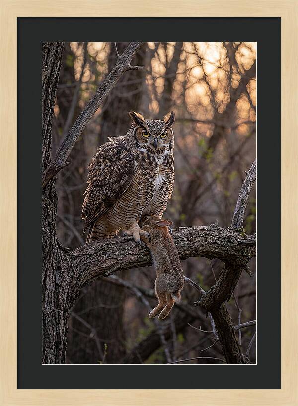 Great Horned Owl With Prey