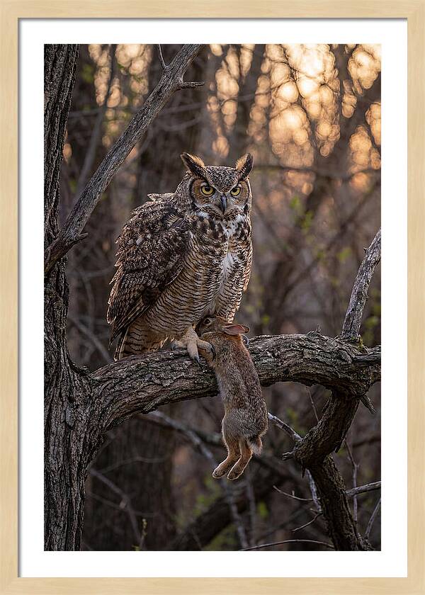 Great Horned Owl With Prey