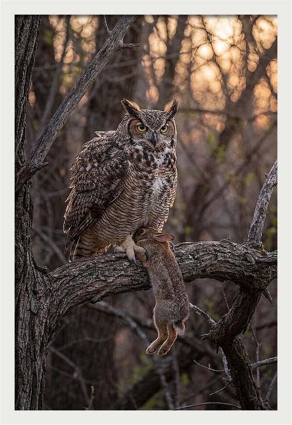 Great Horned Owl With Prey