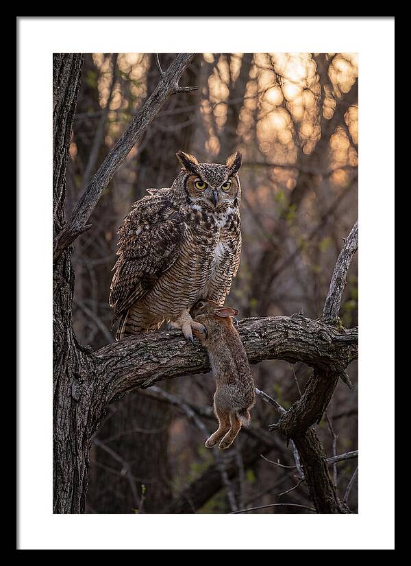 Great Horned Owl With Prey