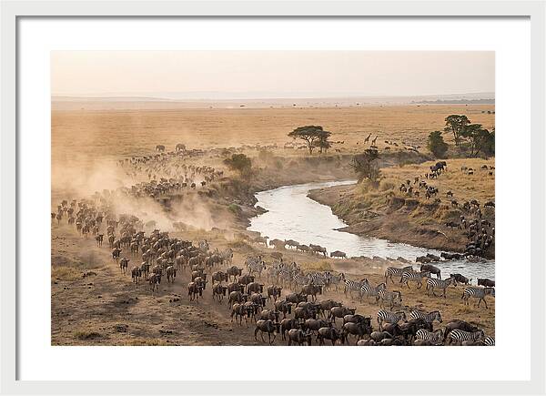 Great Migration Across Serengeti