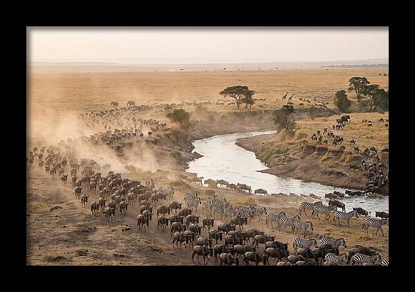 Great Migration Across Serengeti