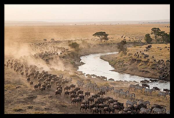 Great Migration Across Serengeti