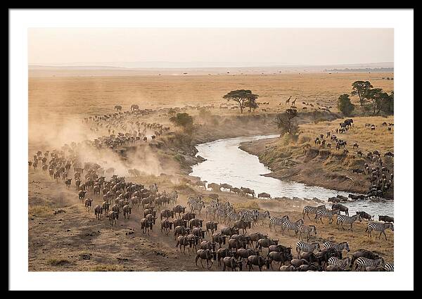Great Migration Across Serengeti