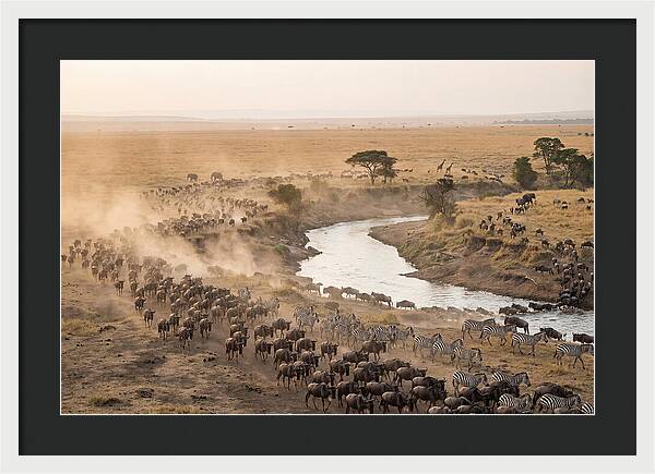Great Migration Across Serengeti
