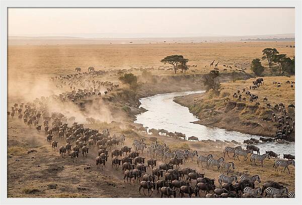 Great Migration Across Serengeti
