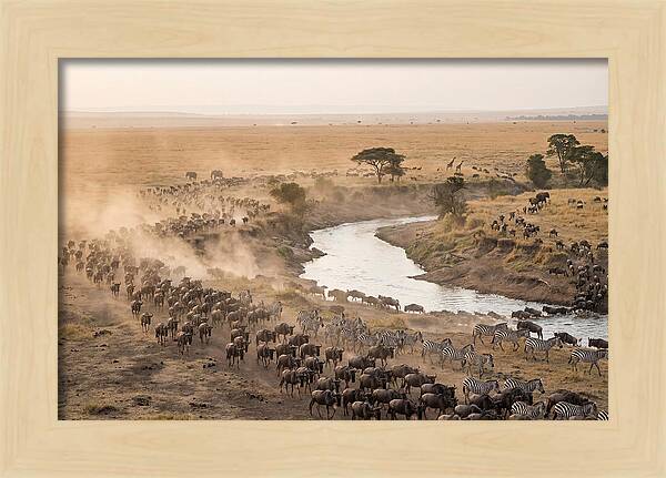 Great Migration Across Serengeti