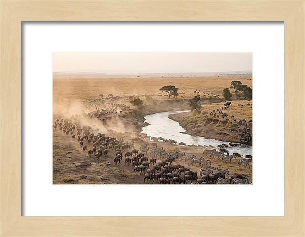 Great Migration Across Serengeti