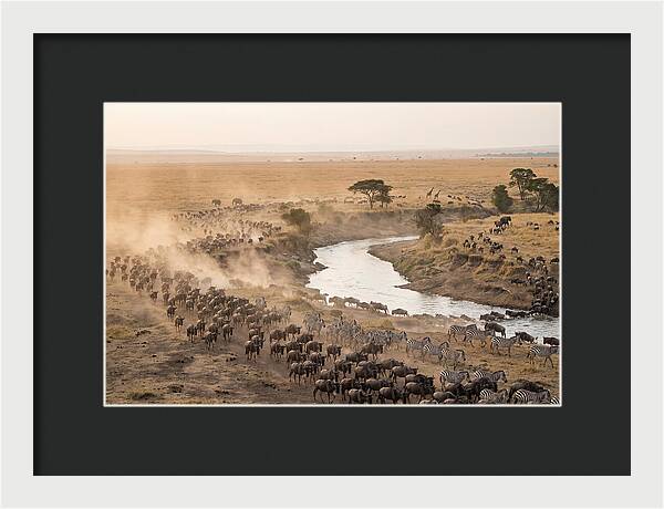 Great Migration Across Serengeti