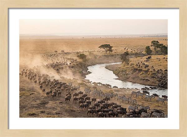 Great Migration Across Serengeti