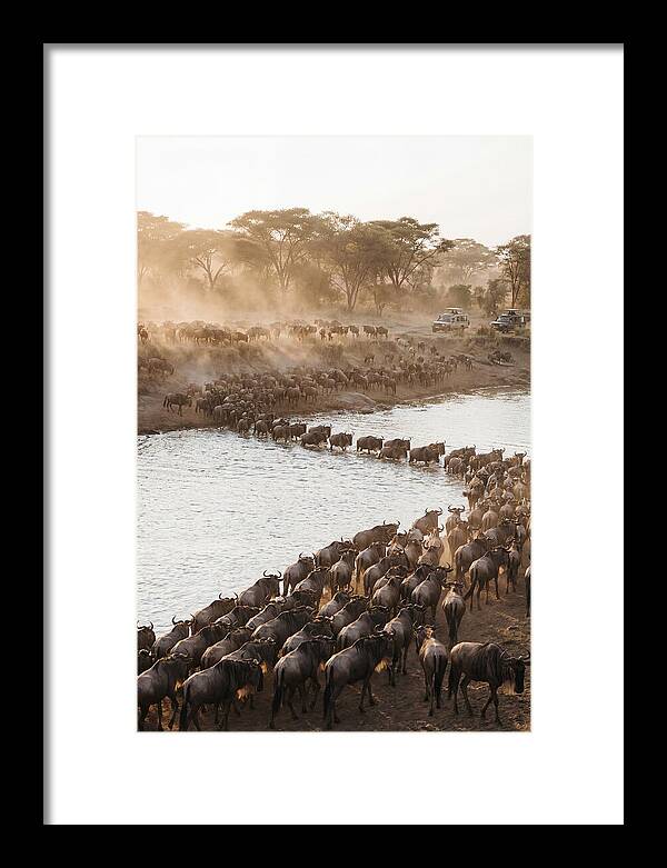Great Migration In The Serengeti