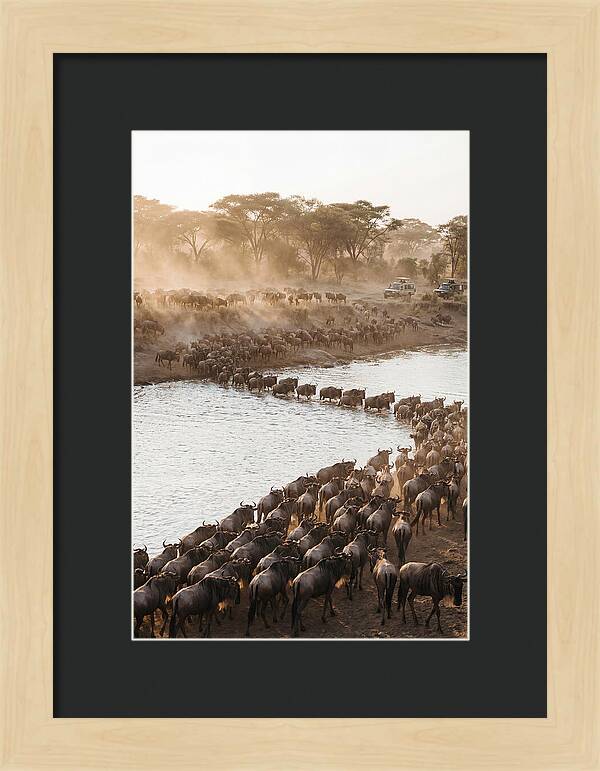 Great Migration In The Serengeti