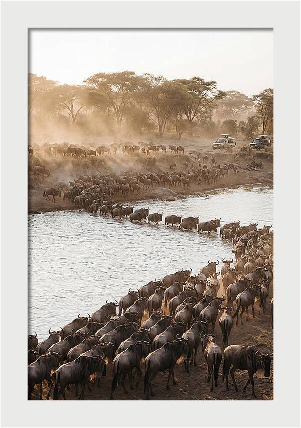 Great Migration In The Serengeti