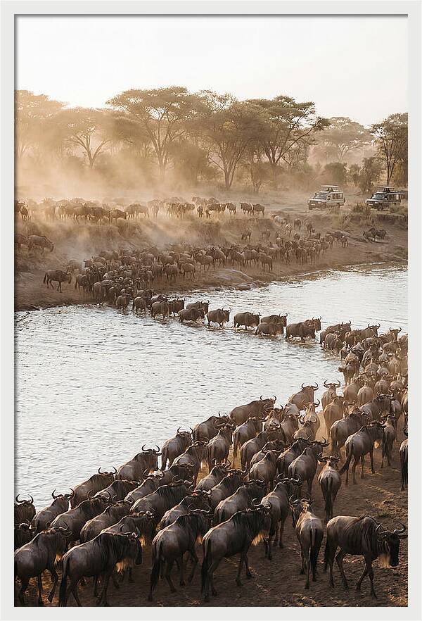 Great Migration In The Serengeti