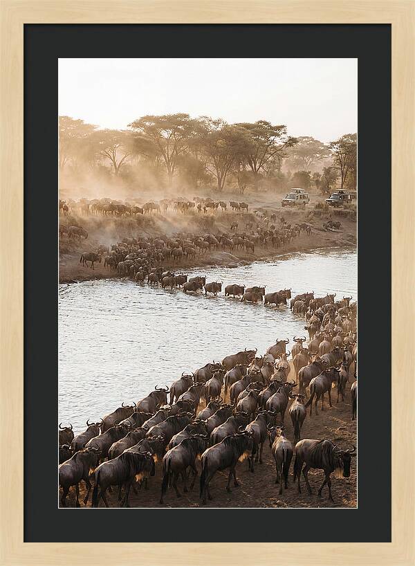 Great Migration In The Serengeti