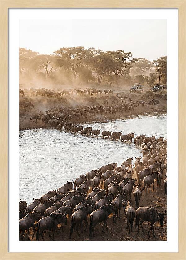 Great Migration In The Serengeti