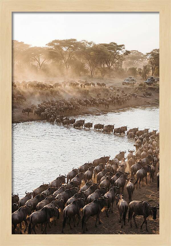 Great Migration In The Serengeti