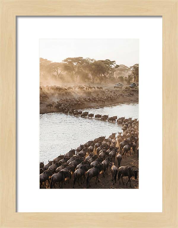 Great Migration In The Serengeti
