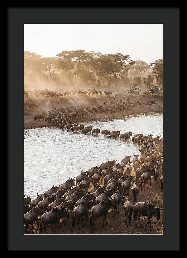 Great Migration In The Serengeti