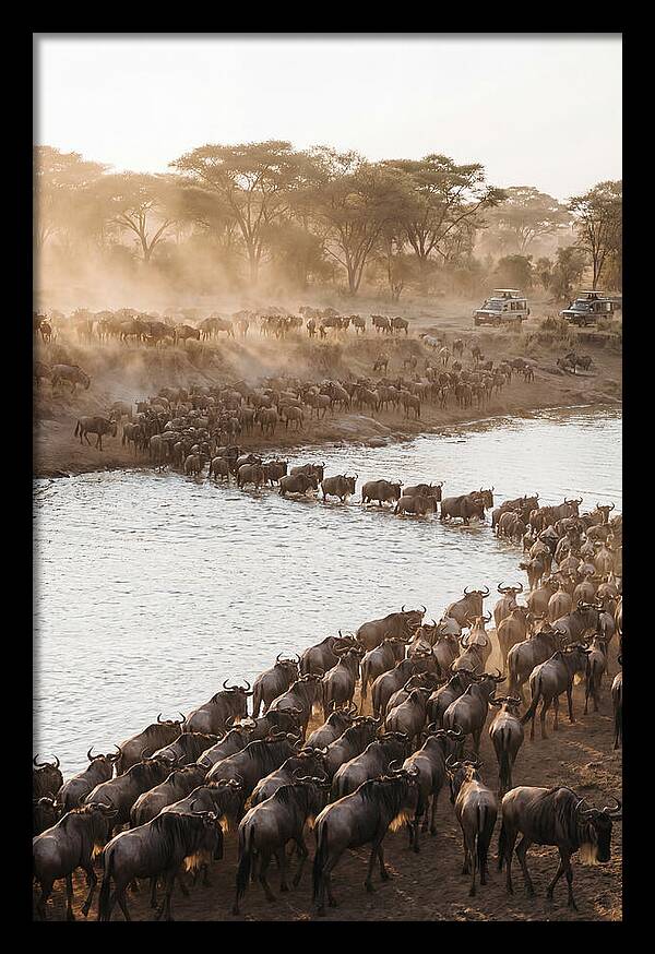 Great Migration In The Serengeti