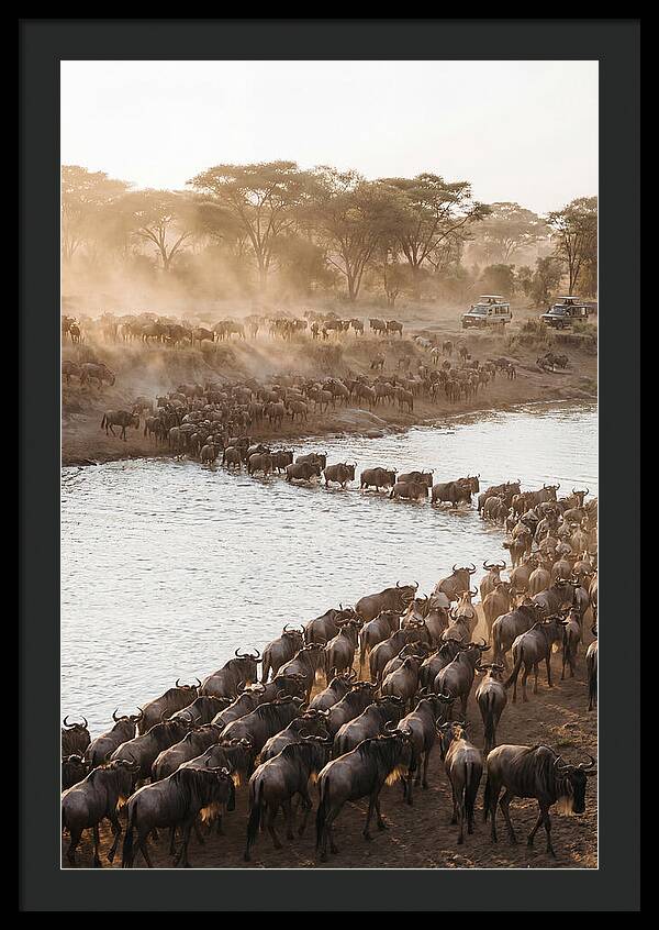 Great Migration In The Serengeti