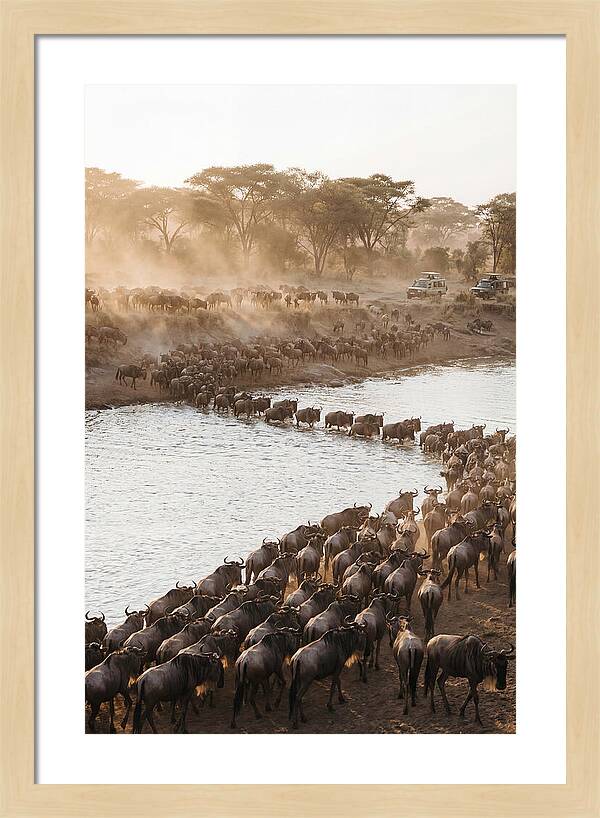 Great Migration In The Serengeti